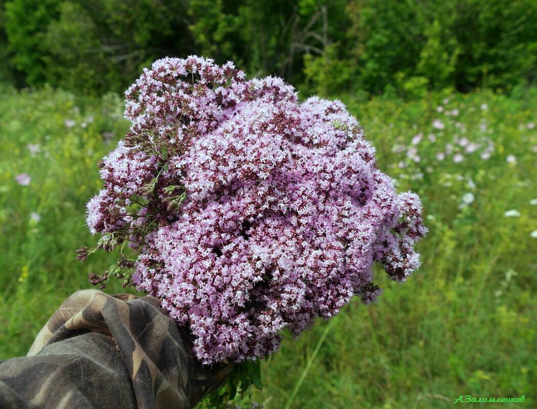 С Днём сбора лекарственных трав! - Андрей Заломленков