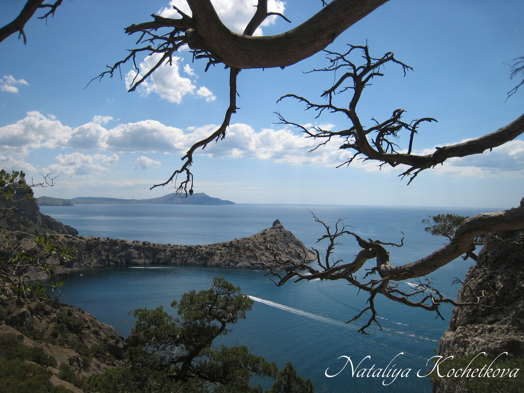 Природа Крыма - Amazing Cosmea