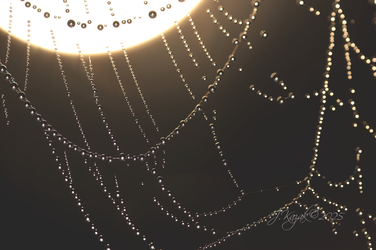 *** - Елена Kазак (selena1965)