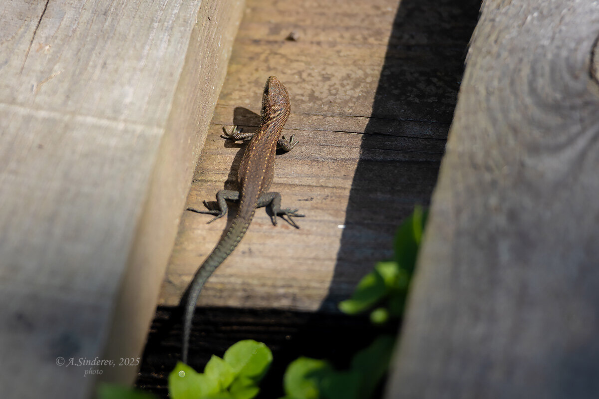Ящерка на солнце - Александр Синдерёв