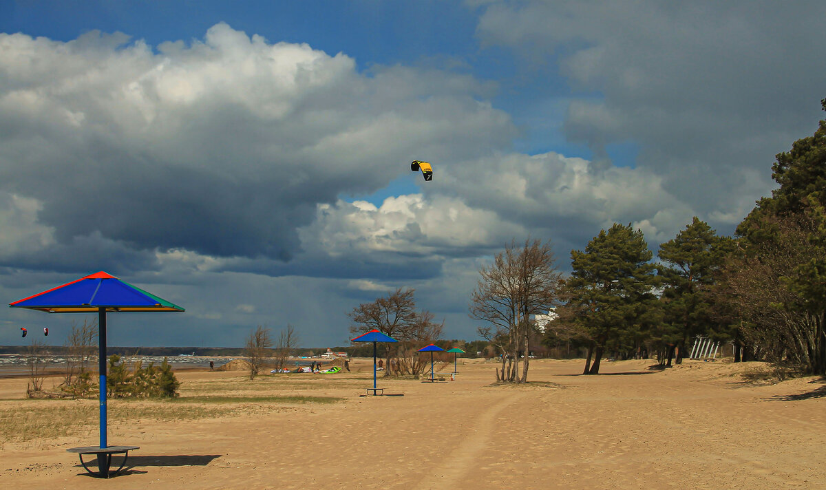 весна на заливе - РозаВетроф 