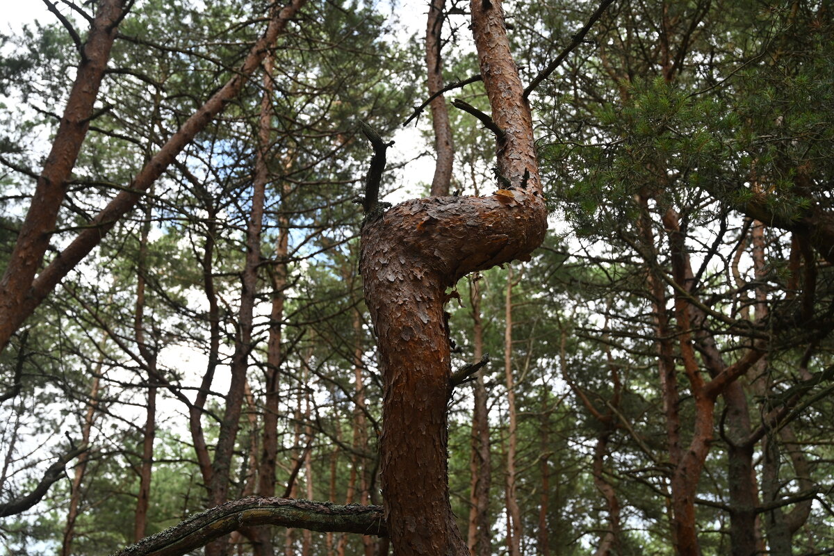 Танцующий лес - redfox 