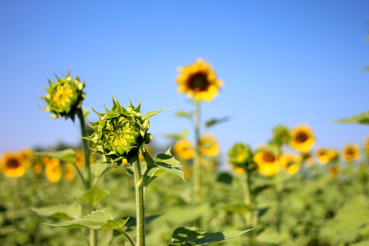 Лето - Андрей Л. В.