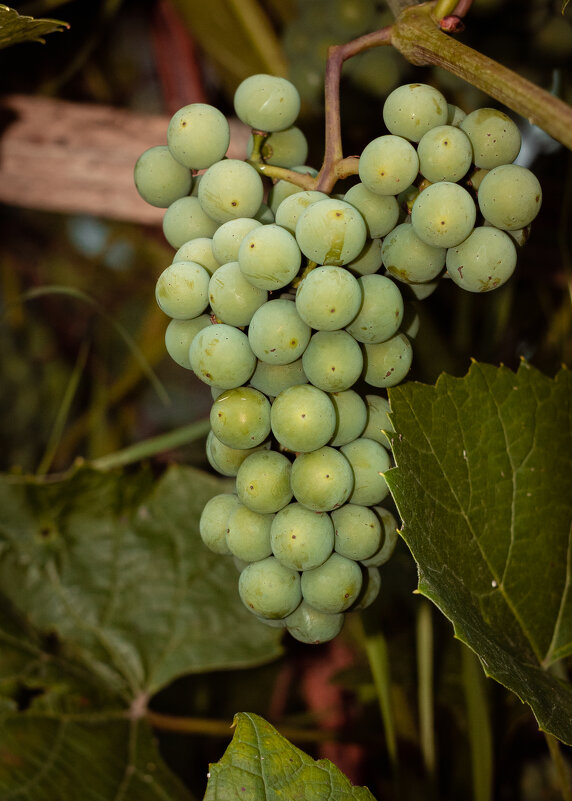 Unripe grapes of the Isabella variety | 13 - Sergey Sonvar Unripe grapes of the Isabella variety | 13 - Sergey Sonvar