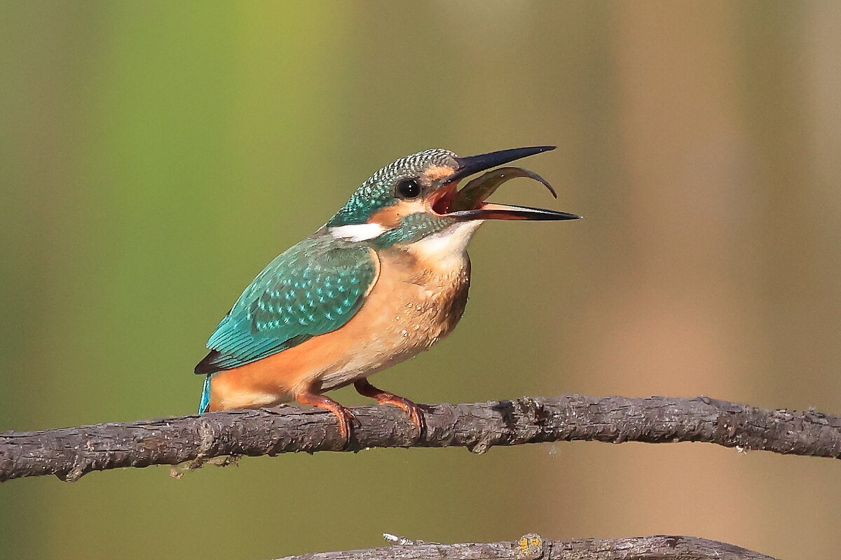 Рыбка) - Владилен Панченко
