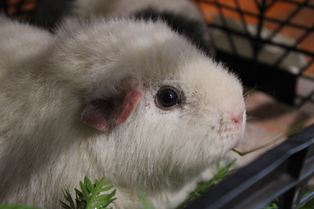 Свинка Римка - Ирина Лесиканич