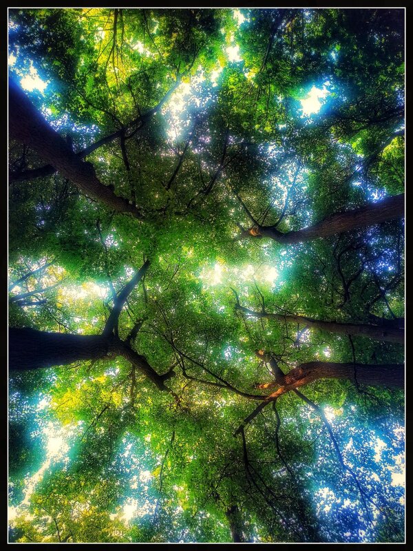 Под кронами - Максим Сорокин