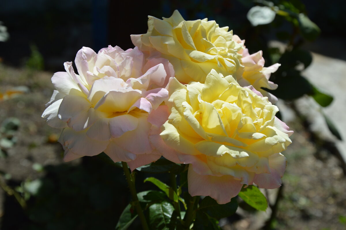 Три красавицы.. - Надежда Куркина 