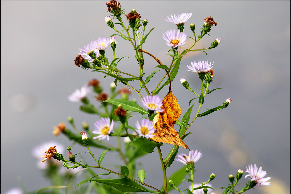 Скоро осень - Сергей Премонишын