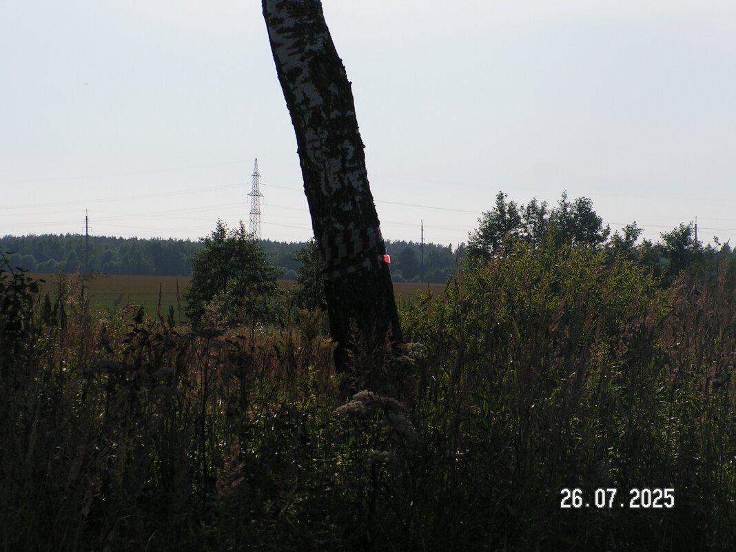 Береза - fogmeadowww m