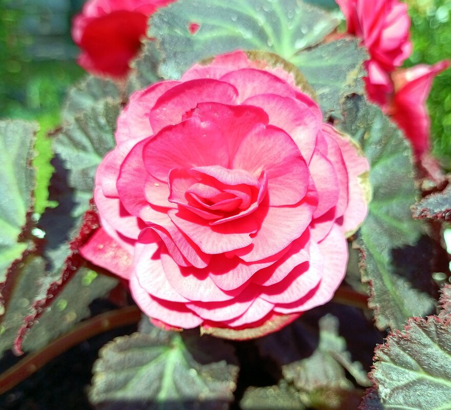 Бегония. - Ирина ***