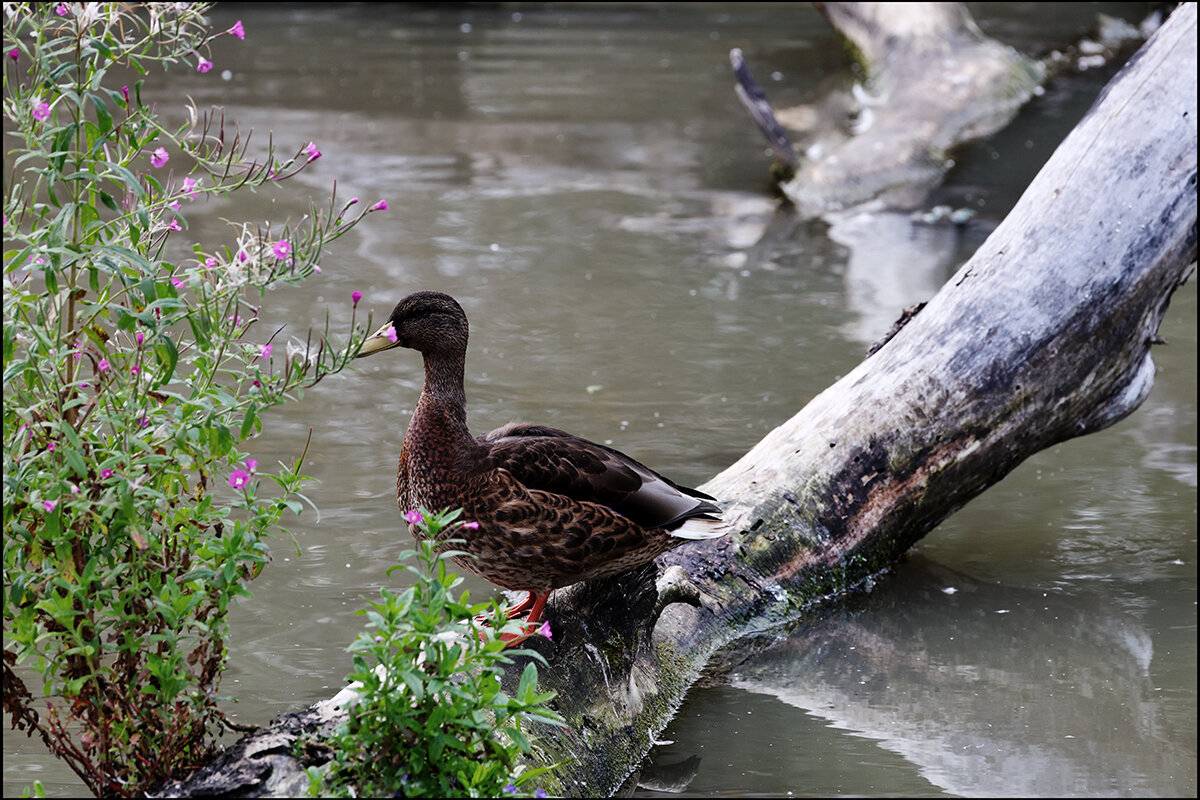 ** - Сергей Премонишын