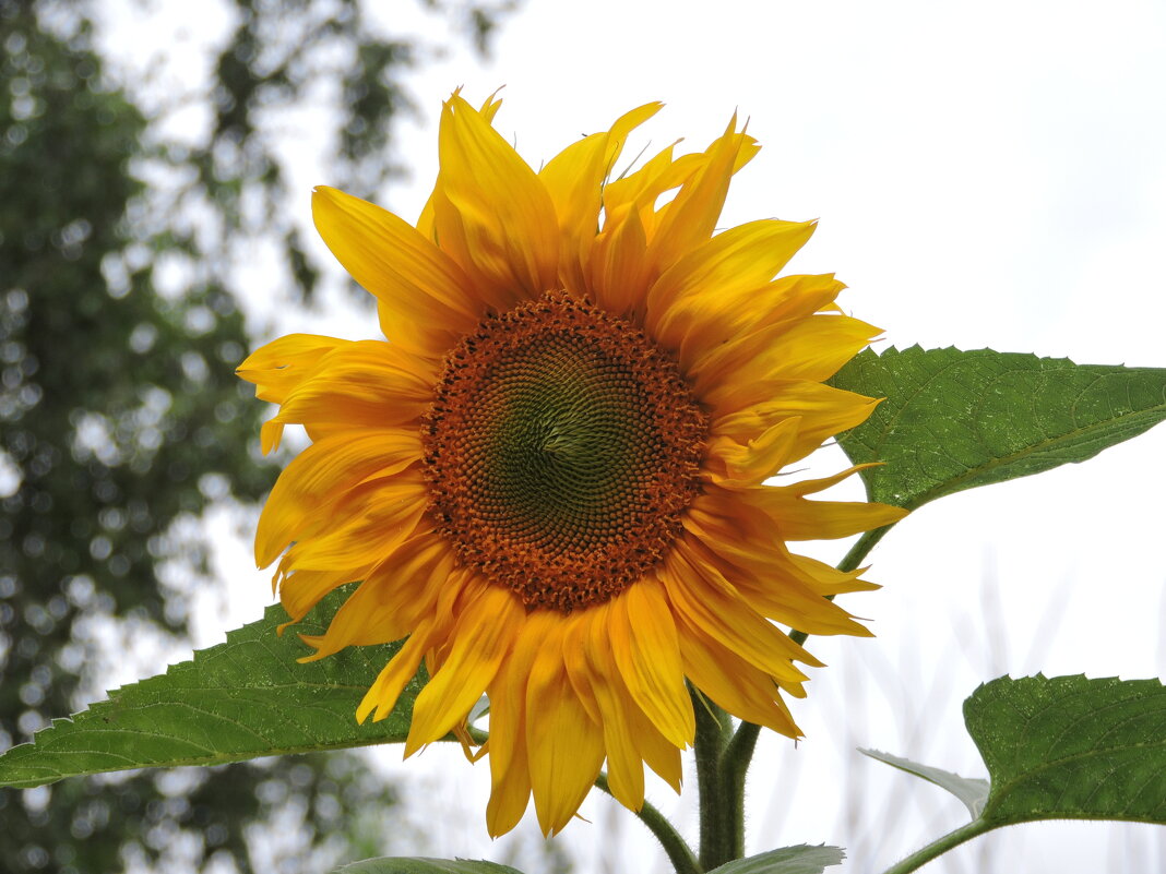 Солнечный - Мария Васильева