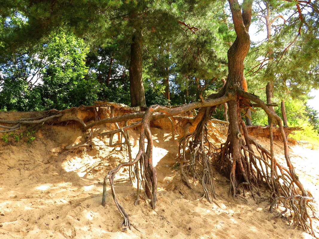 Оголённые корни - Андрей Снегерёв