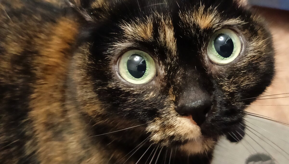 Моя зверушка...) - Елена Строганова