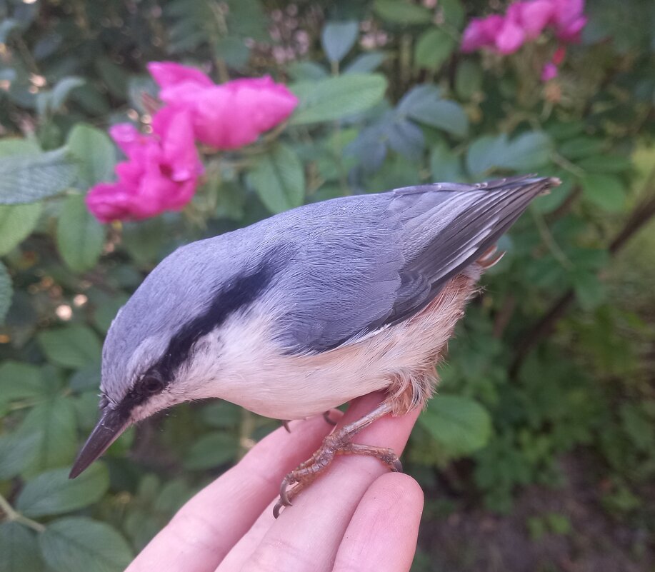Поползень - Сапсан 