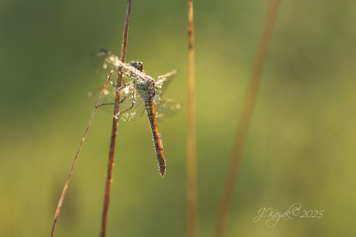 *** - Елена Kазак (selena1965) *** - Елена Kазак (selena1965)
