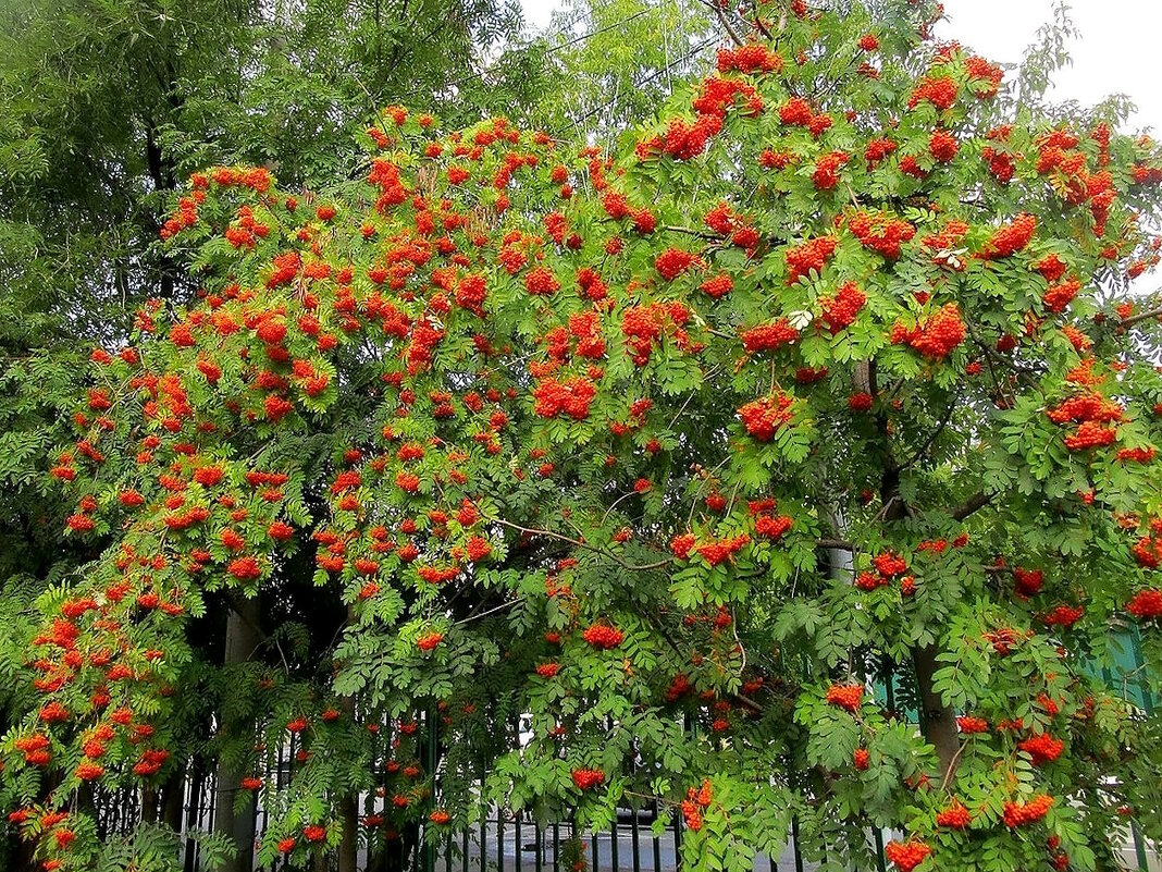 Рябина украшает каждый сад. - Ольга Довженко