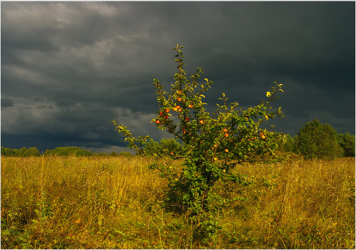 Яблонька - Валентин Котляров
