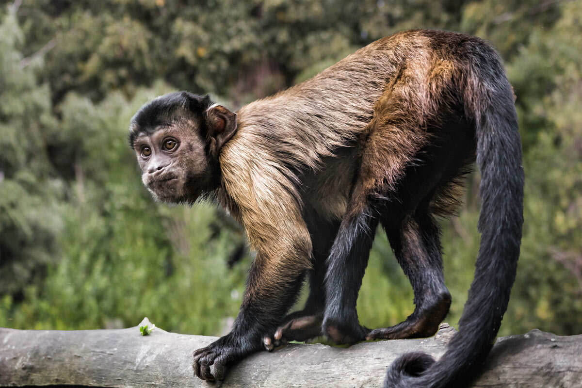 Капуцин - SanSan 