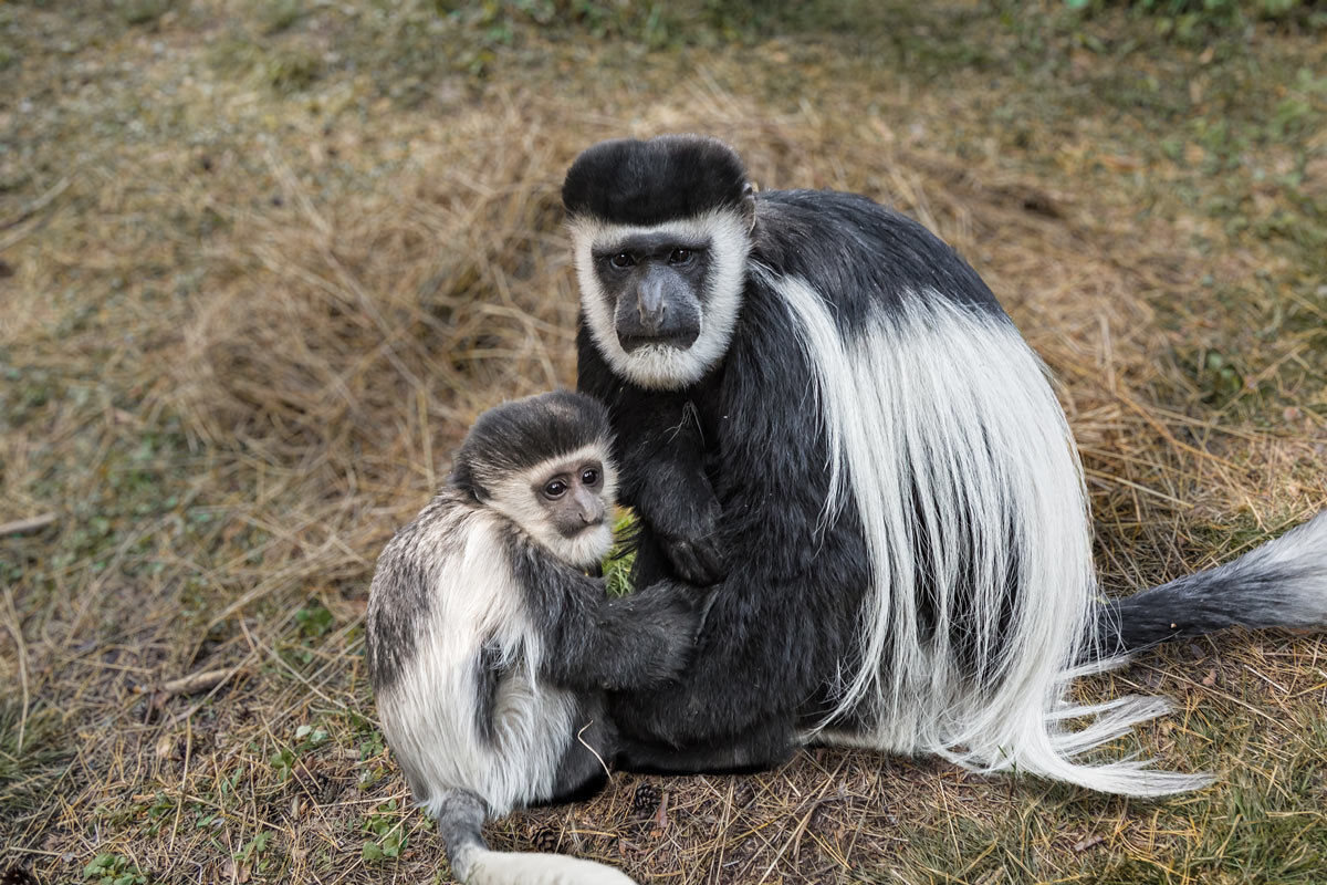 Колобус - SanSan 