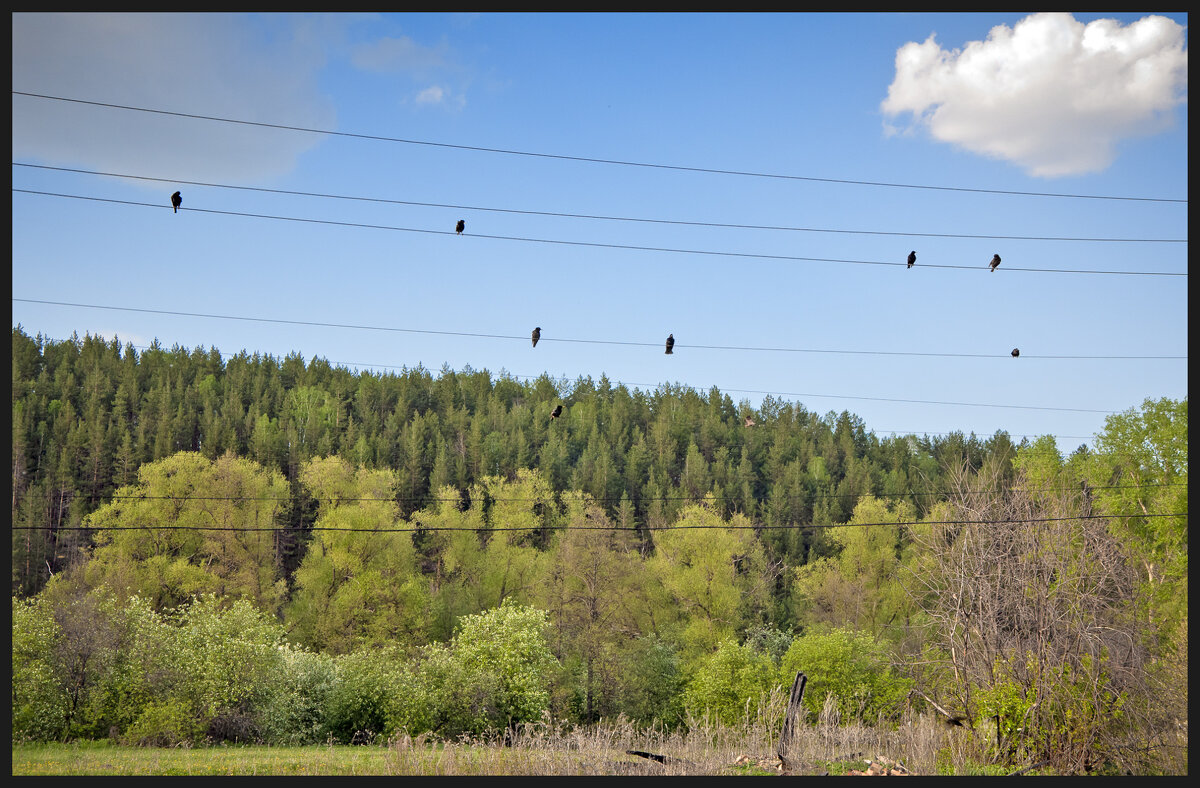 Скворцы прилетели - **** vedin