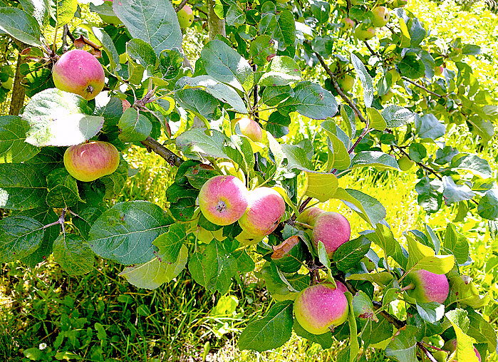 Кончается август - Елена 