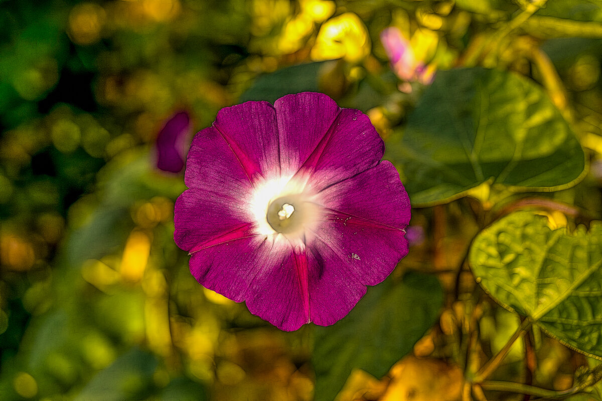 Ипомея - Игорь Сикорский Ипомея - Игорь Сикорский