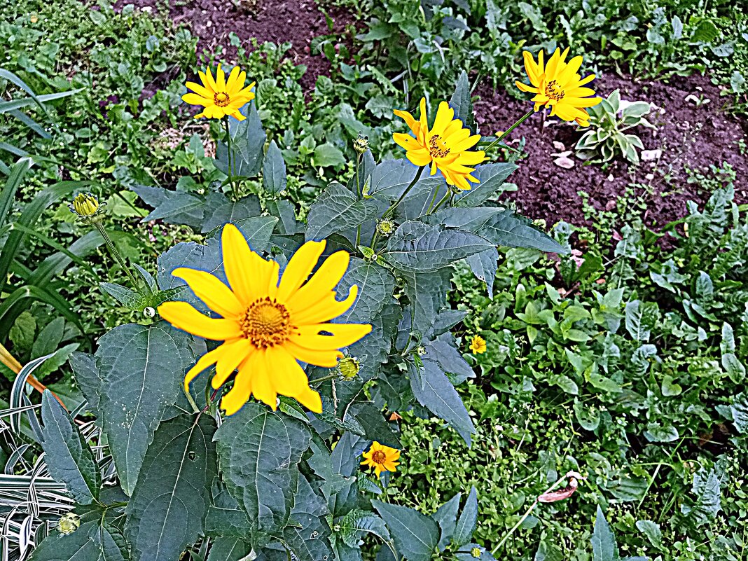 Цветы. - Владимир Драгунский