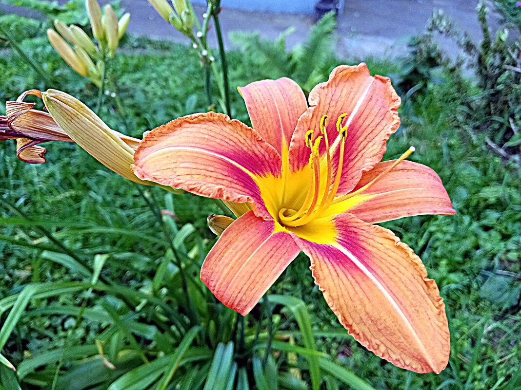 Цветы. - Владимир Драгунский