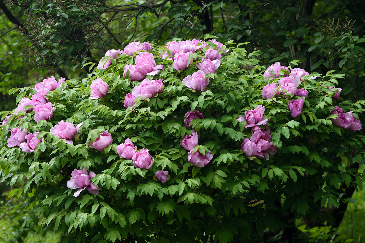 Весна в Ботаническом... Май. - Наташа *****