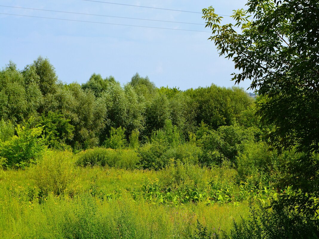 Алатырь. Ивы в пойменной роще реки Алатырь. - Пётр Чернега Алатырь. Ивы в пойменной роще реки Алатырь. - Пётр Чернега