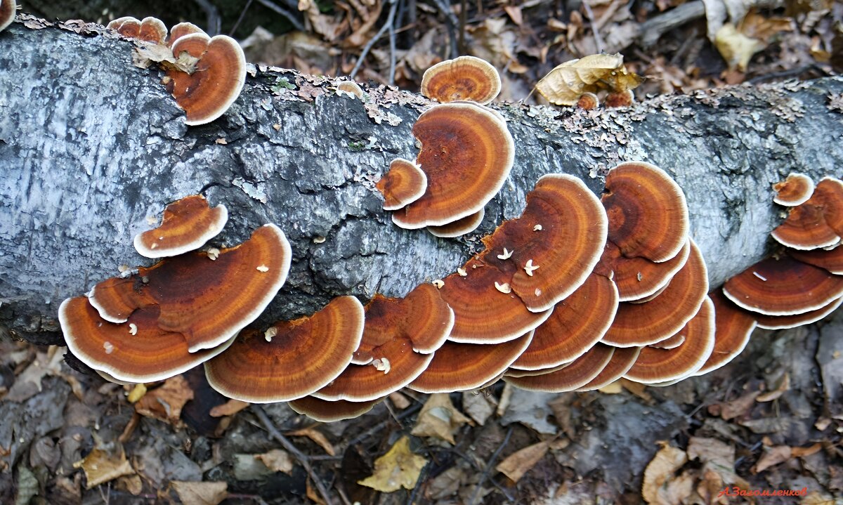 Гриб траметес разноцветный - Андрей Заломленков