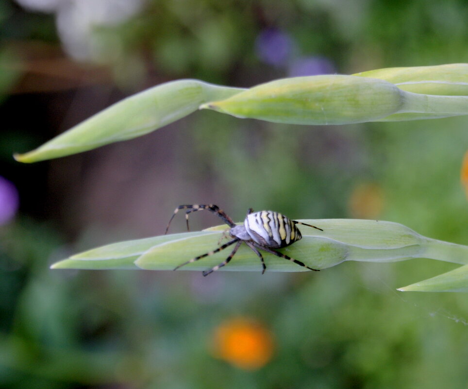Паук оса. - сергей ермошкин