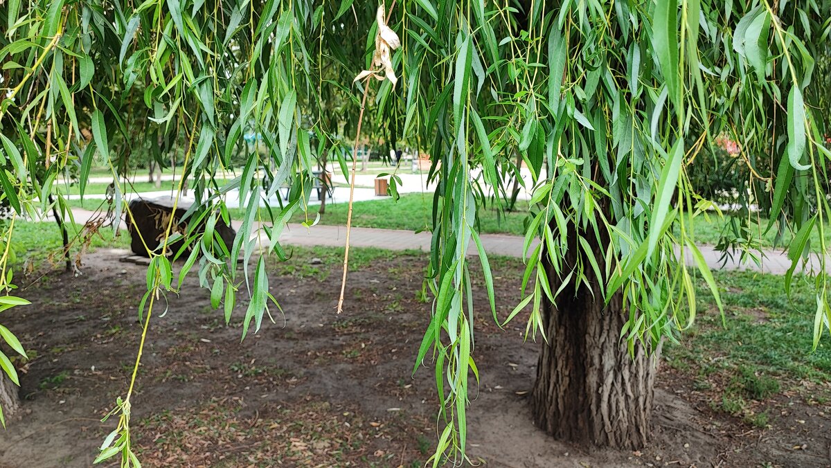 ,,, - Сергей Тимоновский