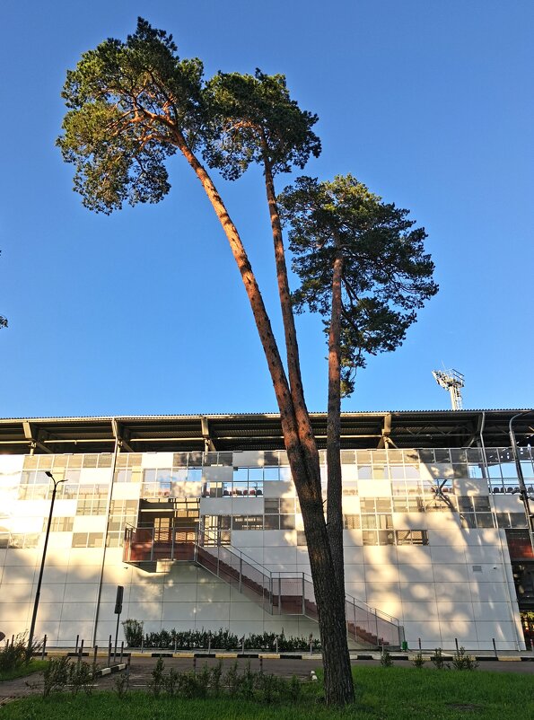 Сосна три в одном - Любимова Ольга 