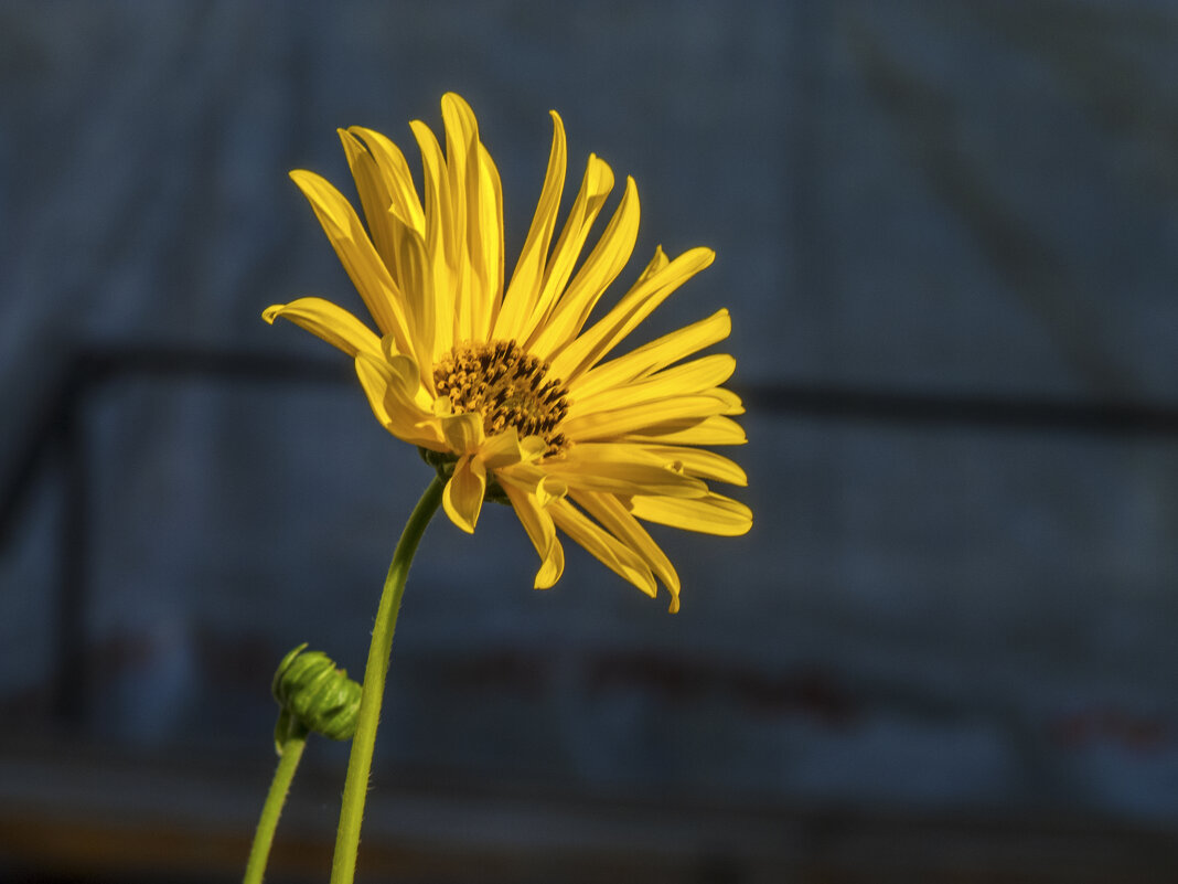 Солнечный цветок Топинамбур - Валентин Семчишин Солнечный цветок Топинамбур - Валентин Семчишин