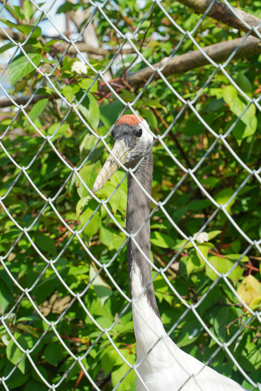ШЕЙКА_ЧТО_НАДО - Сергей Янович Микк