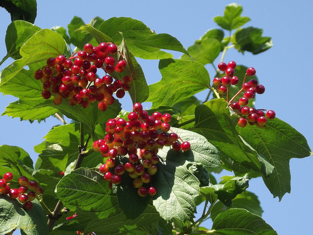 Калина - Freddy 97