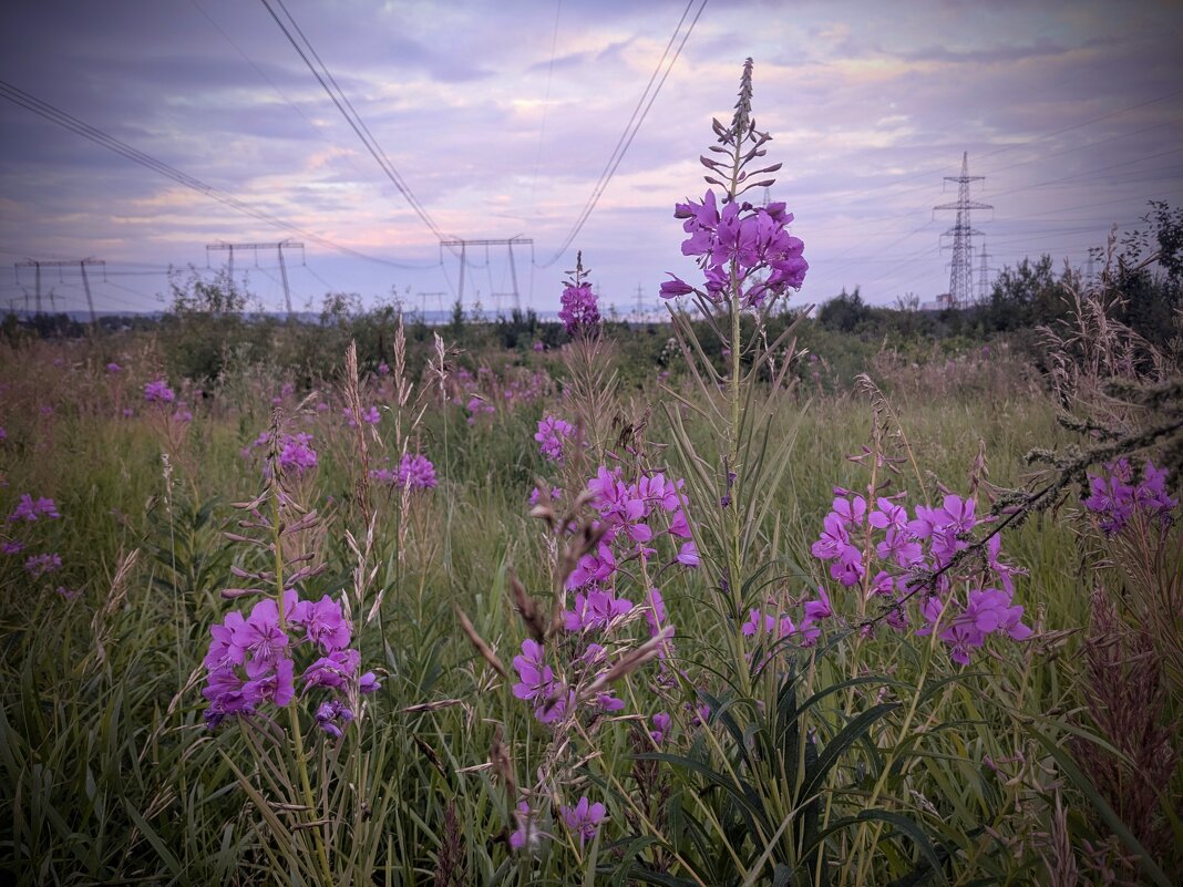 Забытой тропой - liudmila drake