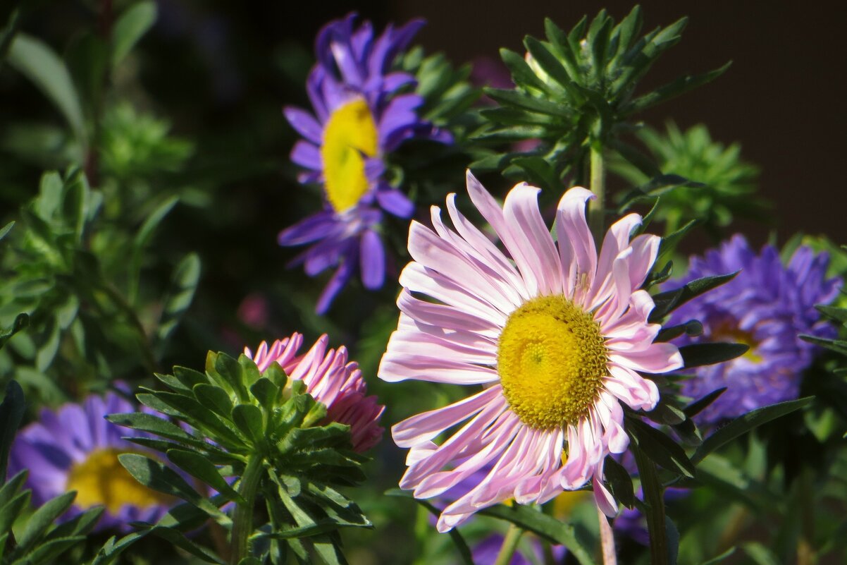 Зацвели астры, а значит скоро в школу - Татьяна Смоляниченко