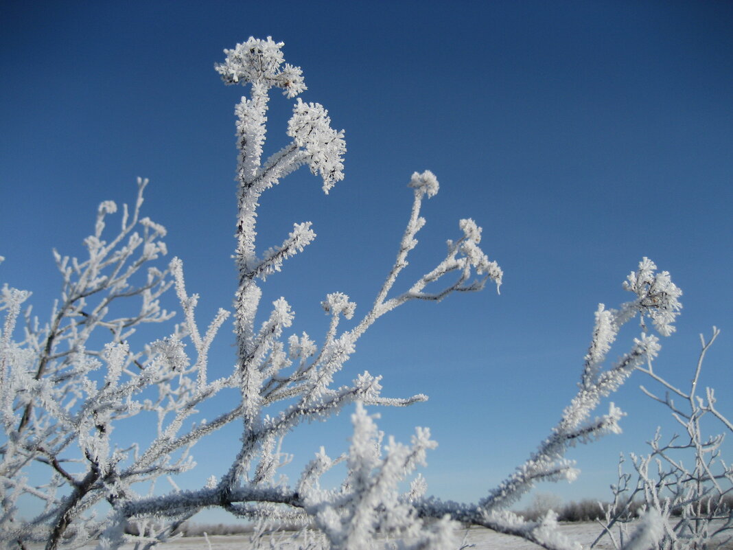 Морозное утро - Anna Ivanova