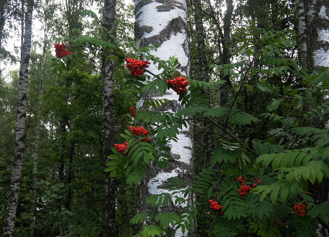 Наша русская природа придает нам силы. Ах, рябина, ах, берёза - символы России.. - Люба 