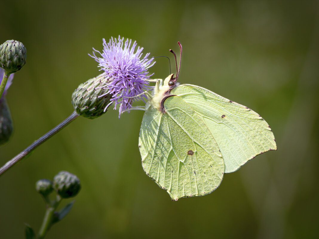 *** - Aleksey Afonin