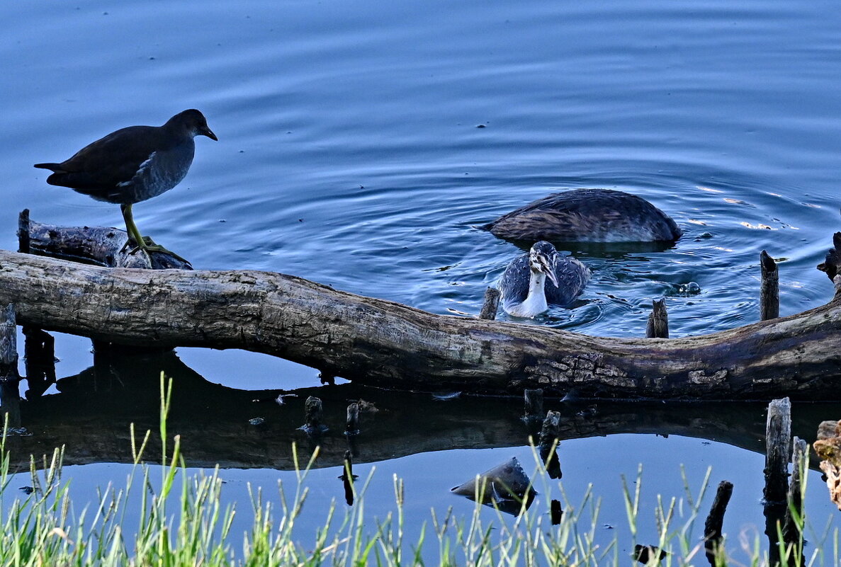 На городском озере... - Николай Саржанов