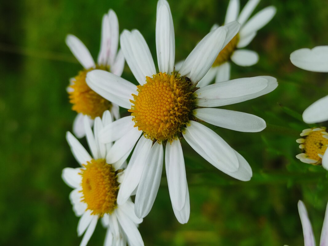 Любит, не любит - Aleksandra Chochaeva Любит, не любит - Aleksandra Chochaeva