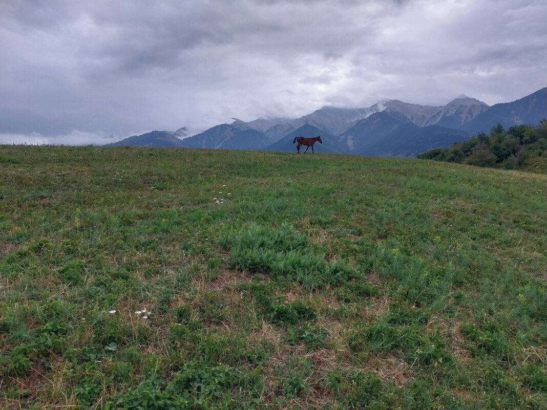 Talgar. - Murat Bukaev 