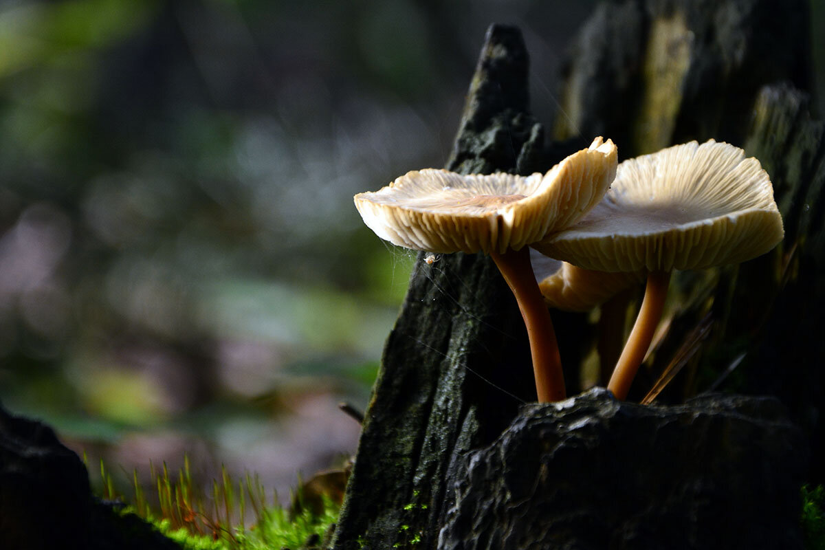 Старики - Геннадий Супрун