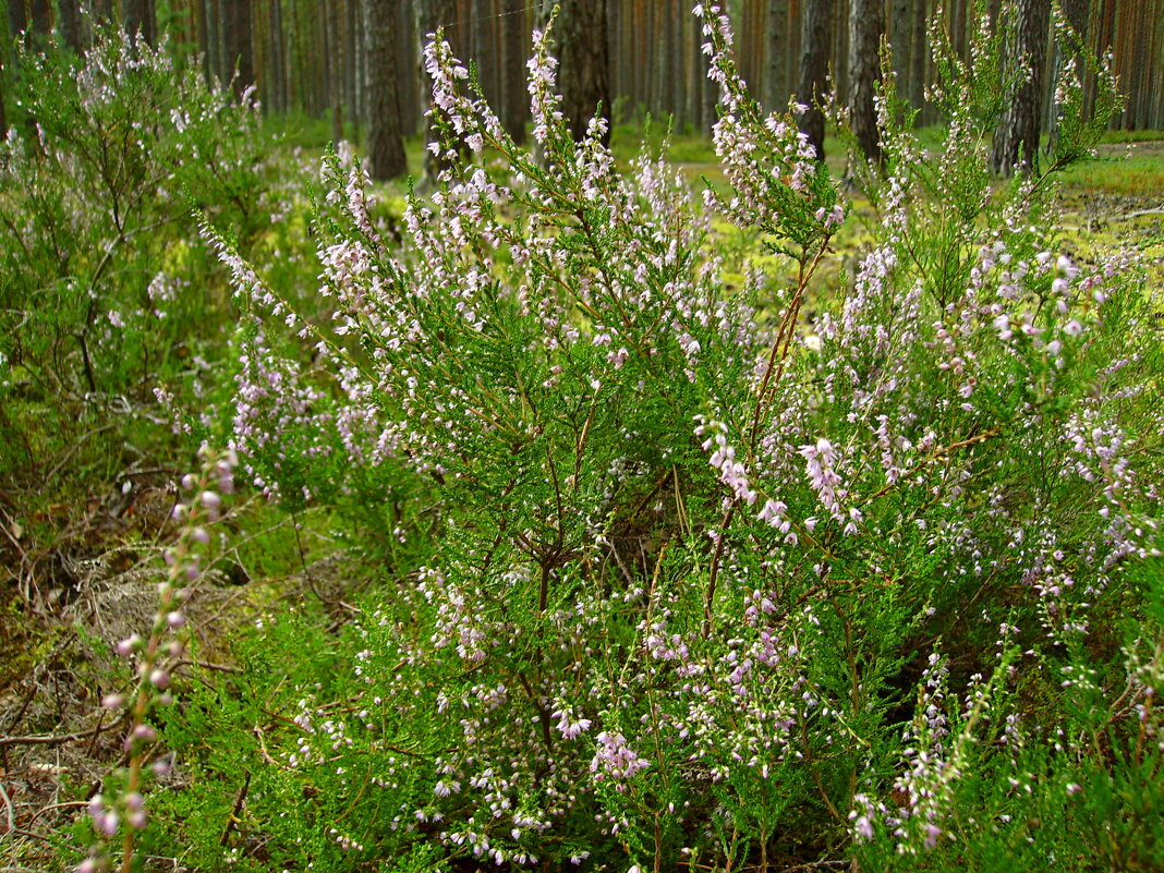 Вереск. - VasiLina *