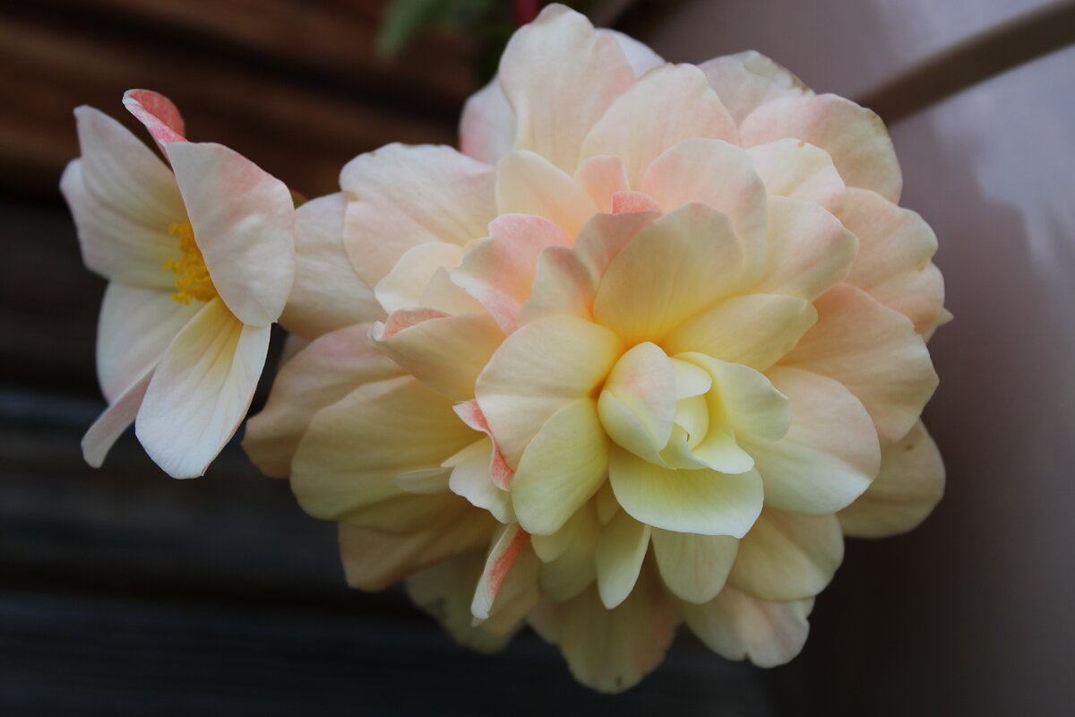 нежность - Ирина Лесиканич